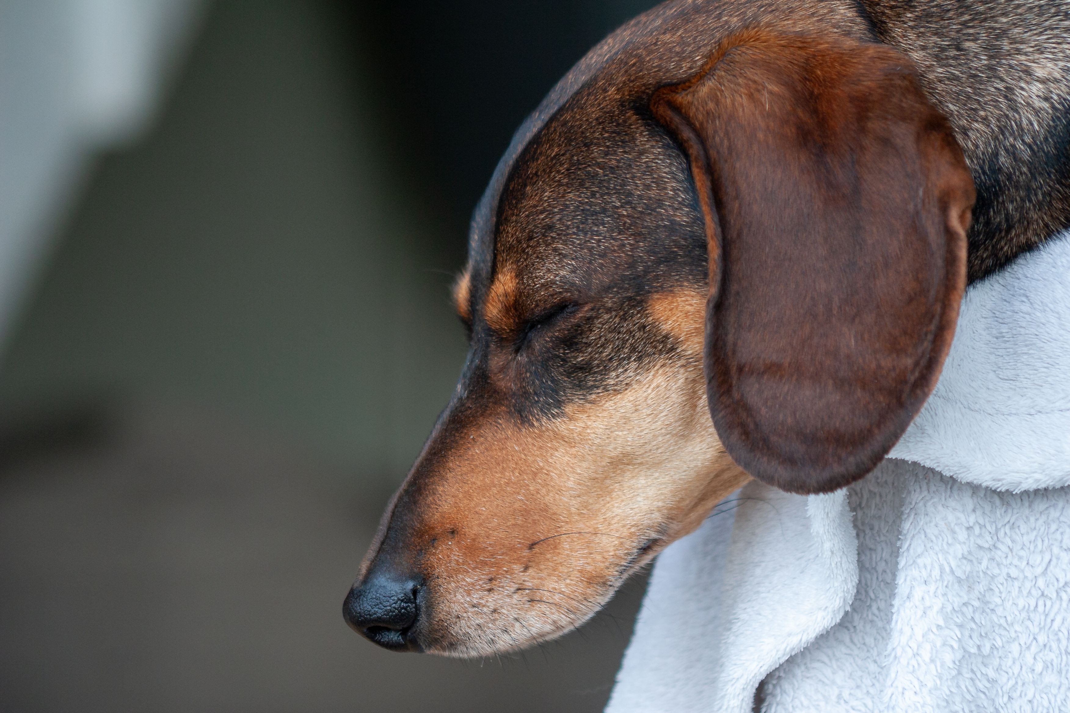 Cane rilassato avvolto in un asciugamano