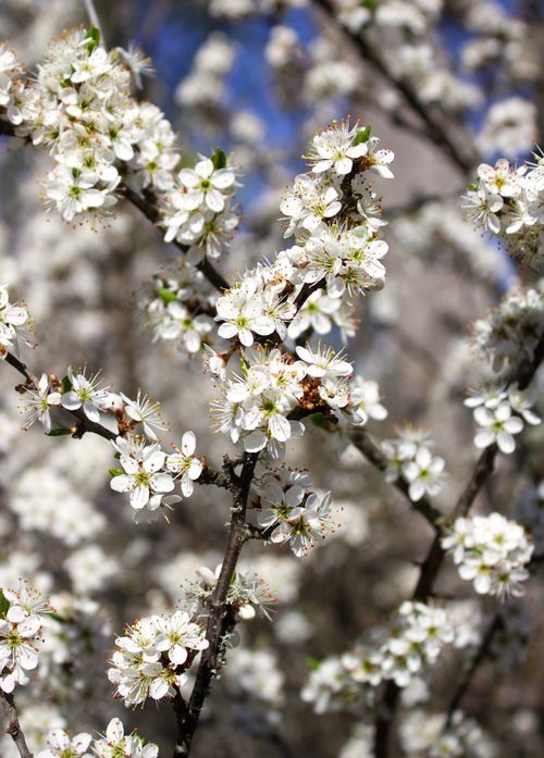 Free Close-up of white cherry blossoms in spring, capturing the delicate beauty of the season. Stock Photo