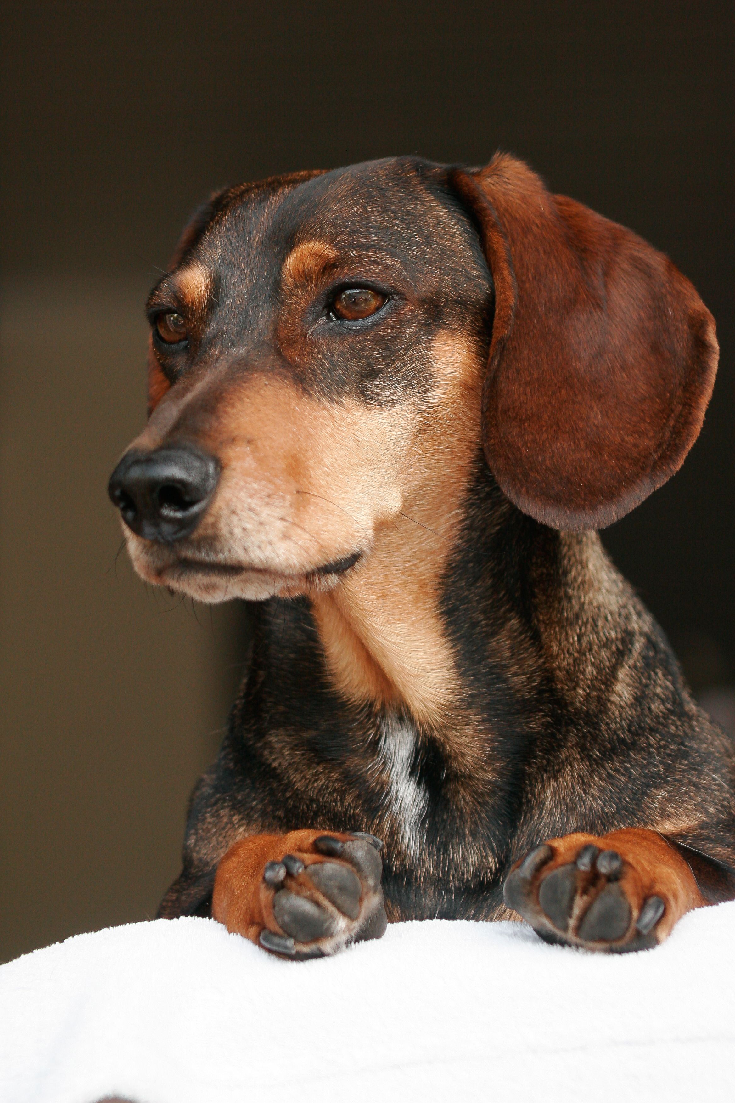 Adorable brown Dachshund with paws up looks attentively off-camera. Indoor setting.