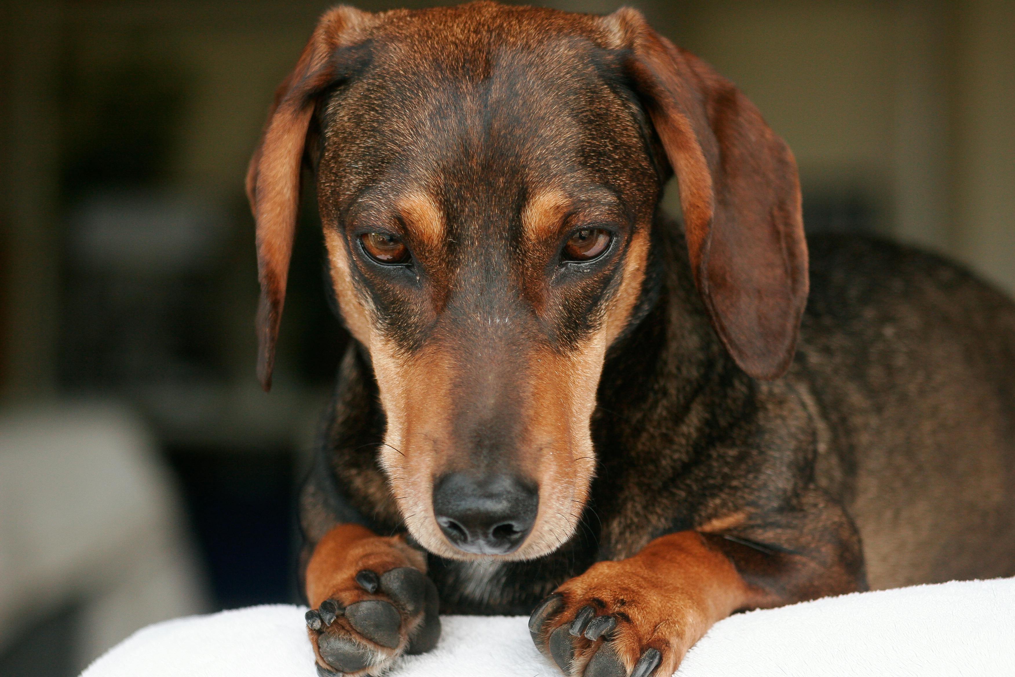 pet care pet grooming — Photo by Peter Jochim on Pexels