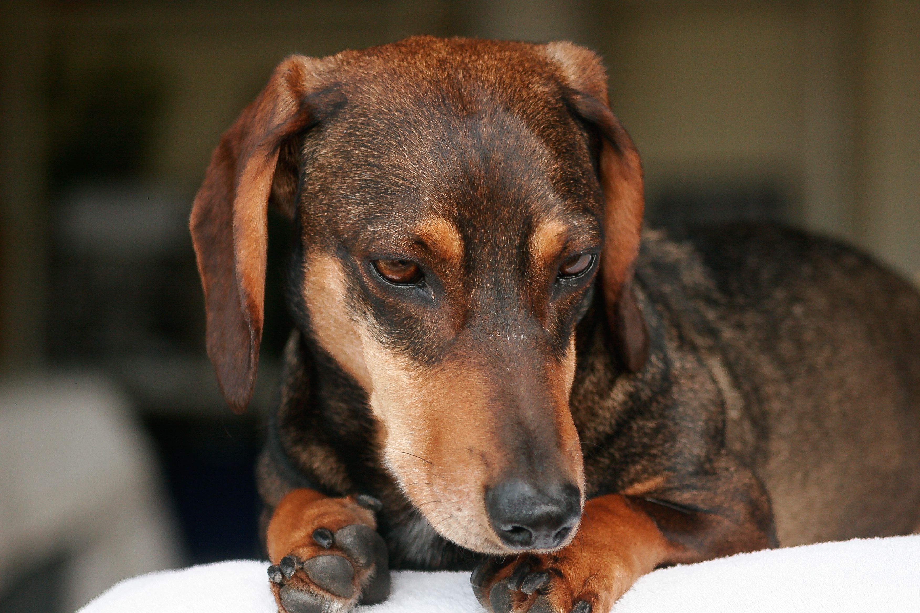 A serene close-up shot of a Dachshund dog resting indoors, capturing its gentle expression.