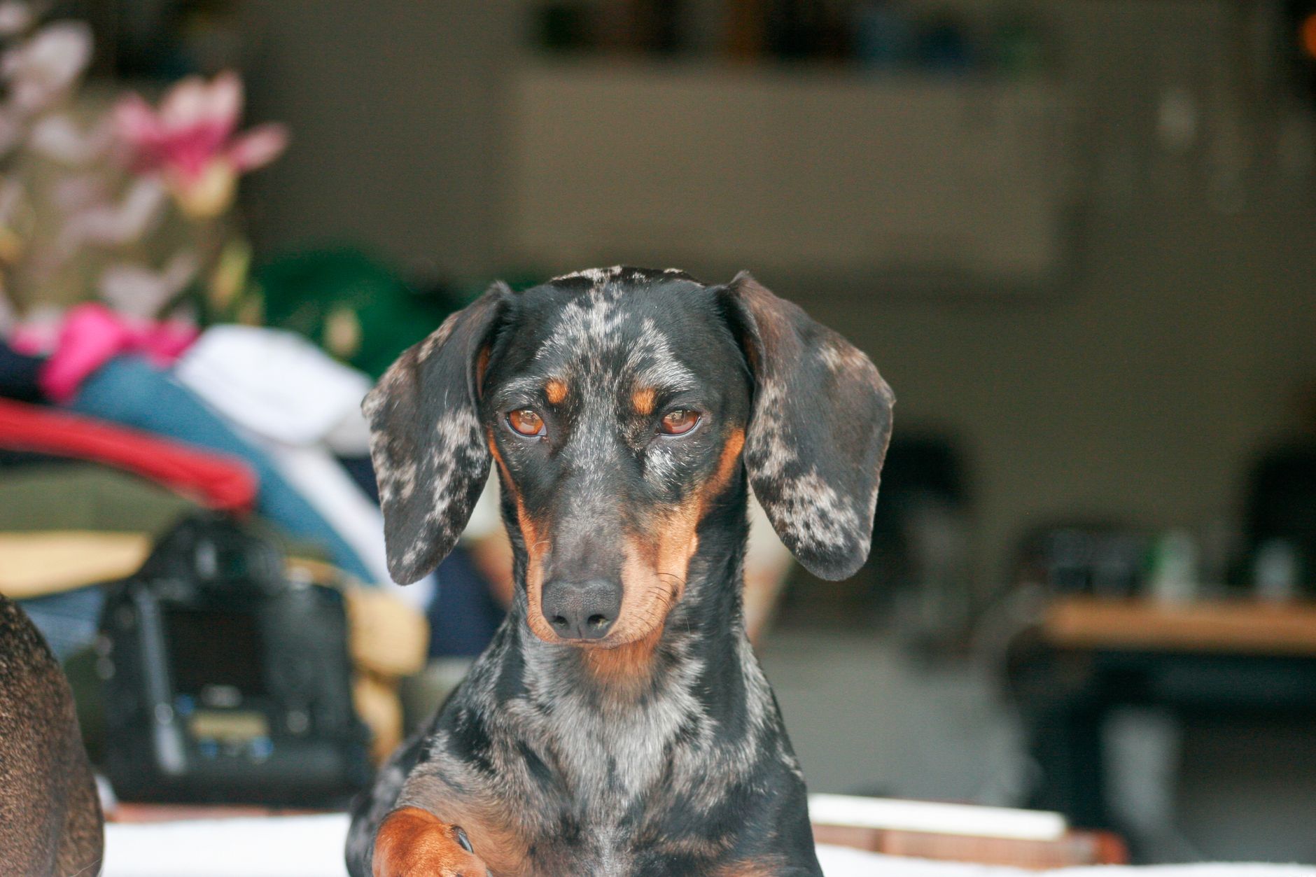 How Do I Stop My Mini Dachshund