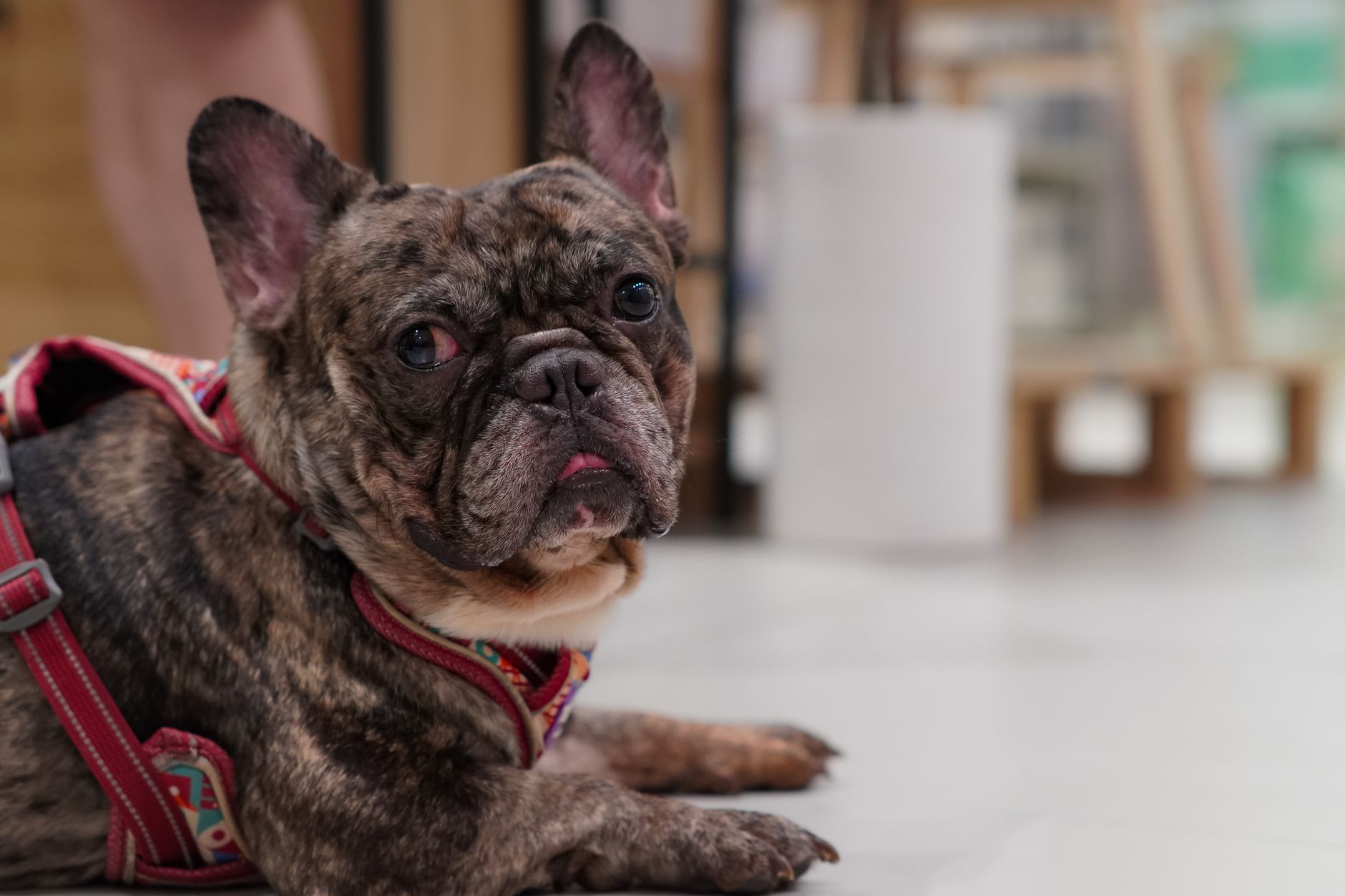 Don't Buy a Dog Harness Until You Read This