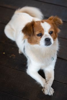 Cute small dog with white and brown fur relaxing on a wooden floor, looking curious.
