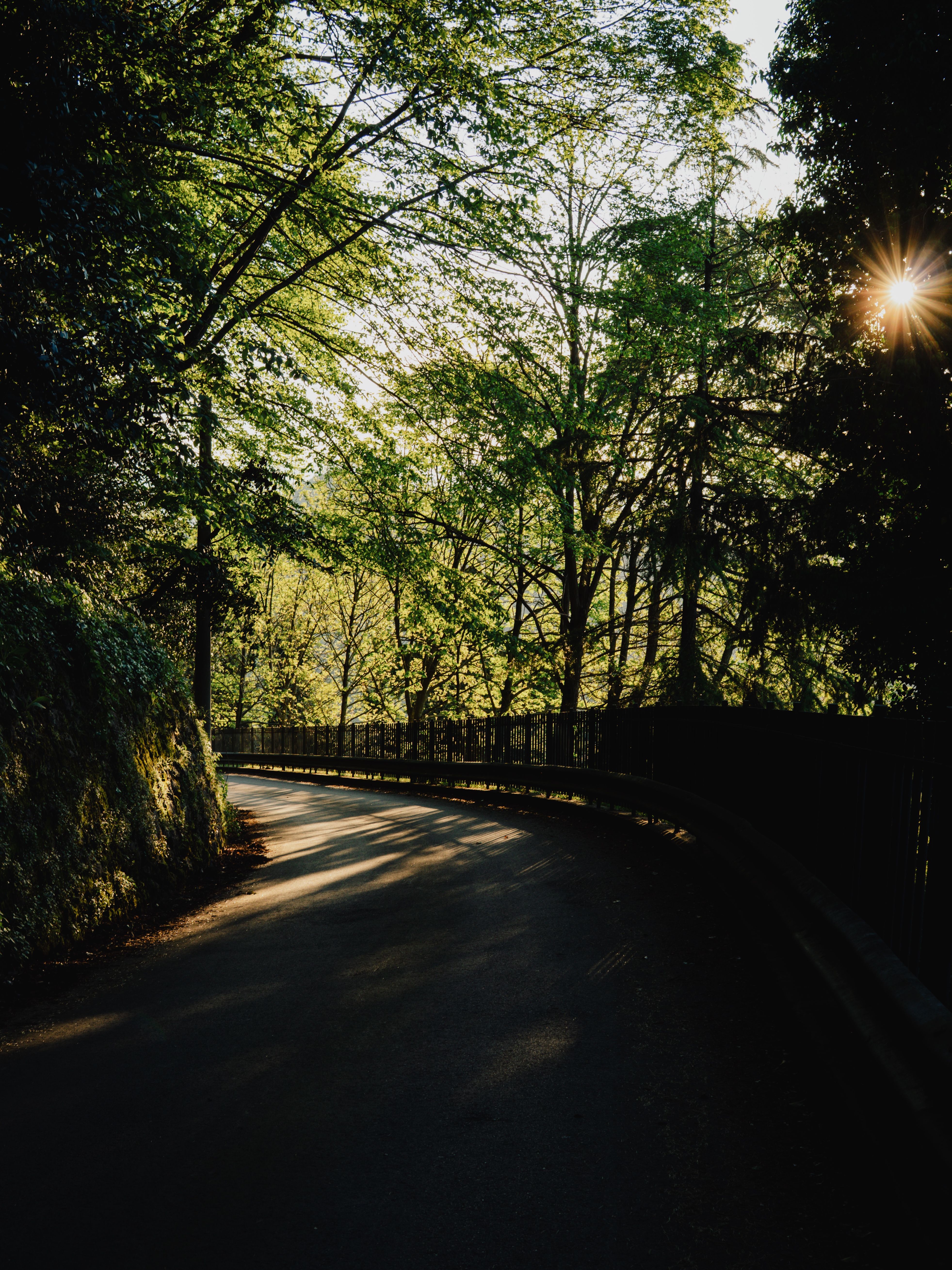 Gratuit O priveliște senină a unui drum forestier șerpuitor din Italia, scăldat în lumina soarelui și înconjurat de verdeață luxuriantă. Fotografie de stoc