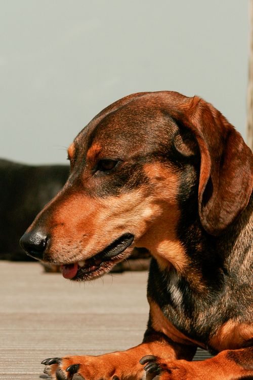 Free Close-up of a brown dachshund dog basking in sunlight on a wooden deck. Stock Photo