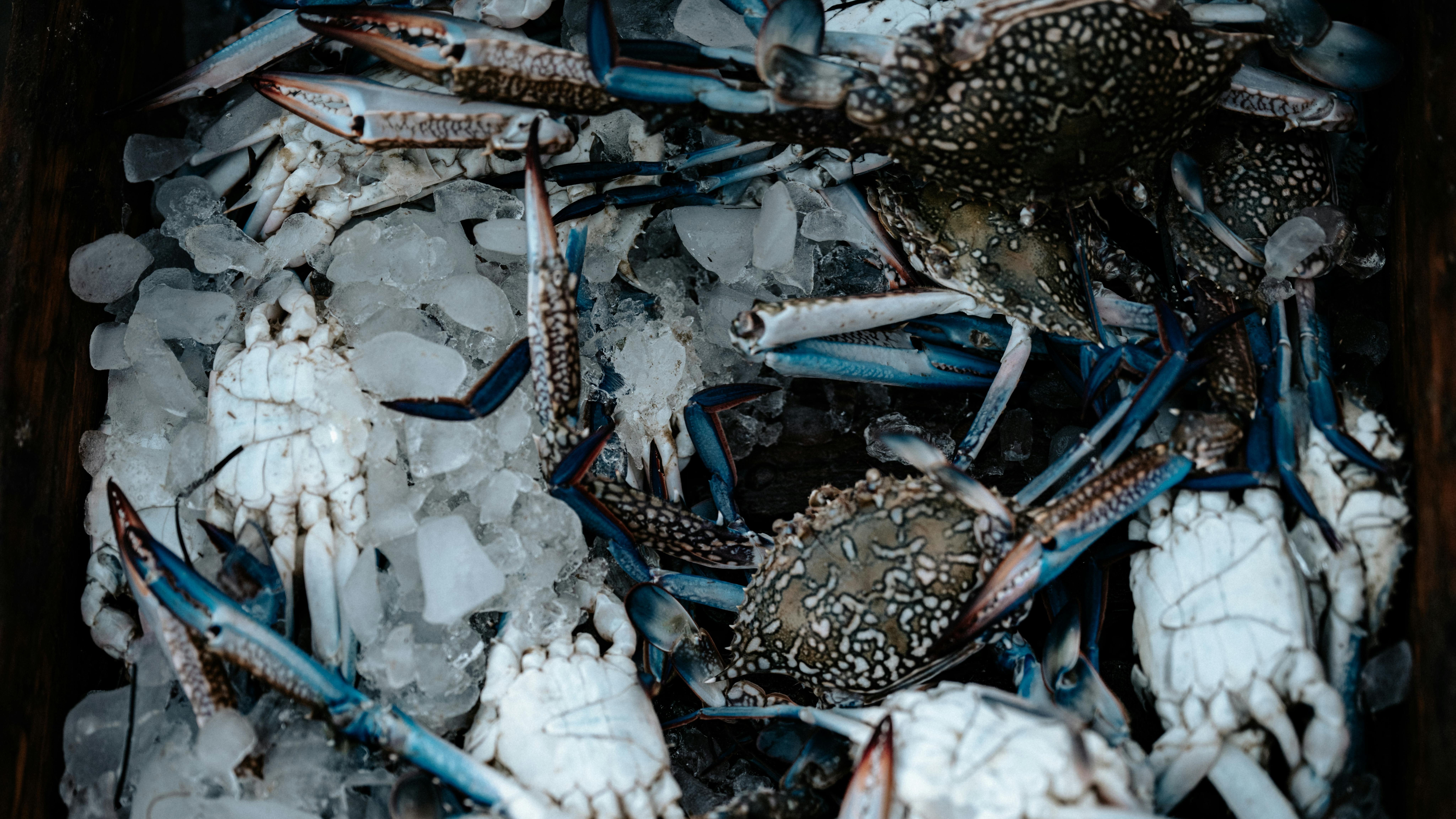 Cameroon’s shrimp sector hit by informality, weak cold