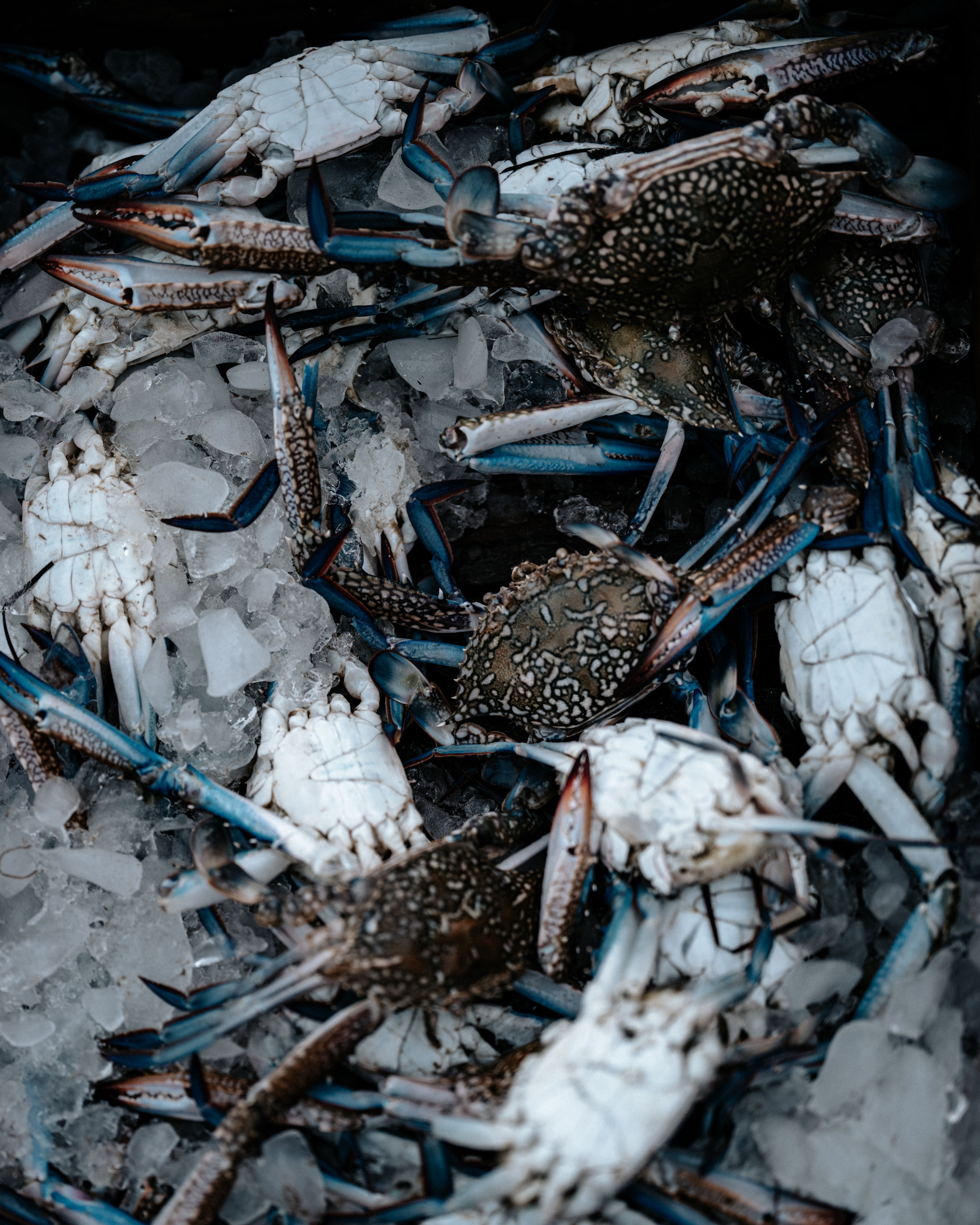 A pile of fresh crabs on ice, showcasing seafood freshness and market availability.