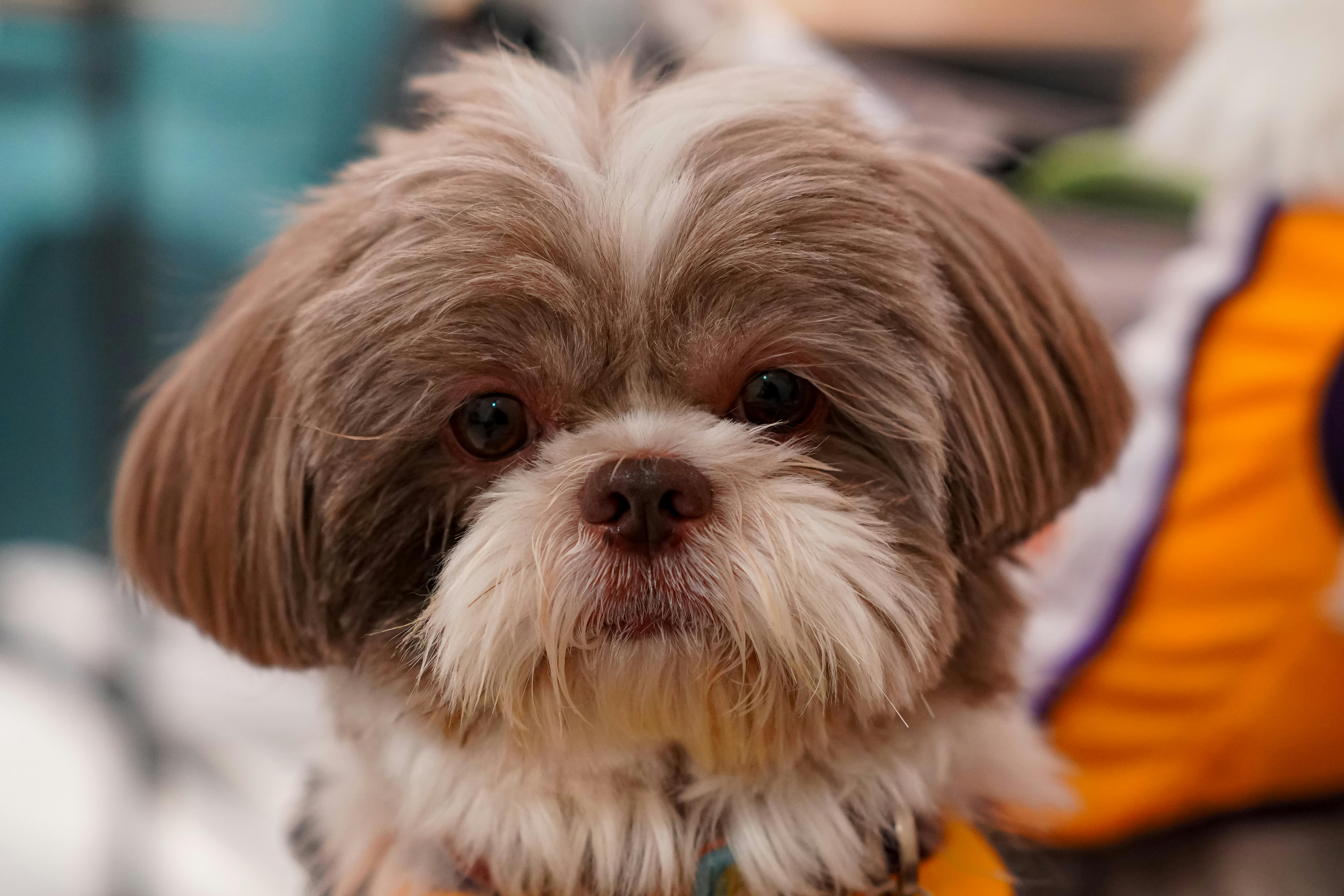 Top 7 Dog Grooming NYC Services for Every Breed in 2026 — Photo by Kimy Moto on Pexels