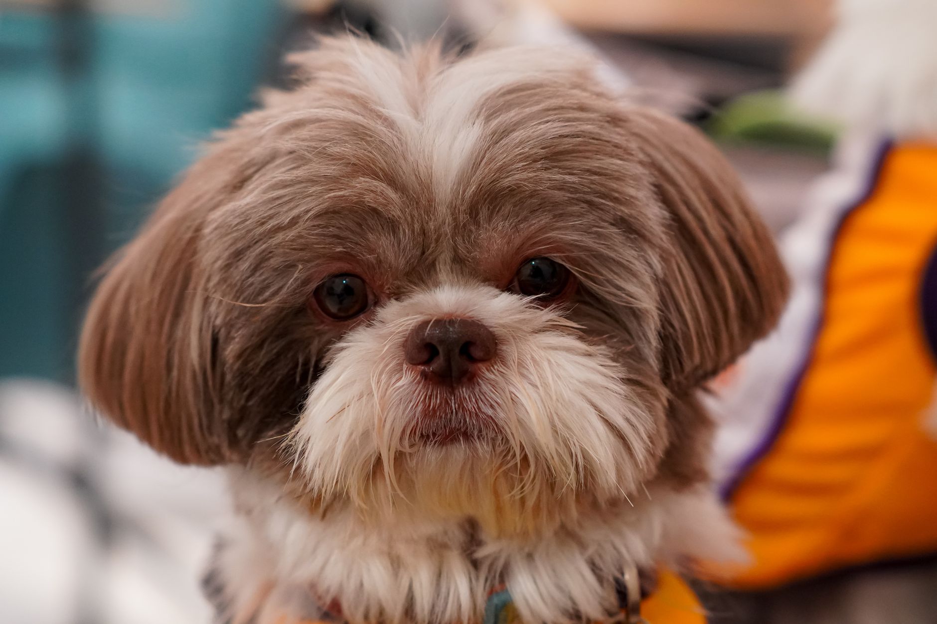 Veterinary care for a dog
