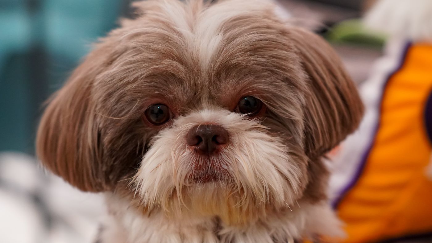 When to Start Exposing a Puppy to Grooming