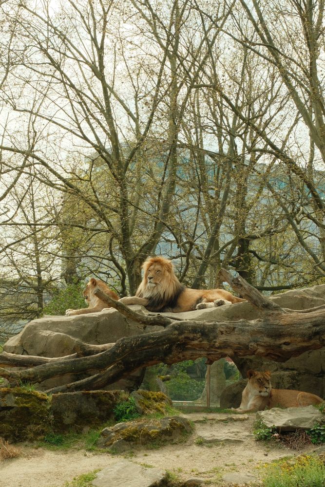 Zoological Setting Photos, Download The BEST Free Zoological Setting ...