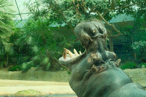 Free Close-up of a hippo with open mouth in a lush indoor zoo setting. Stock Photo