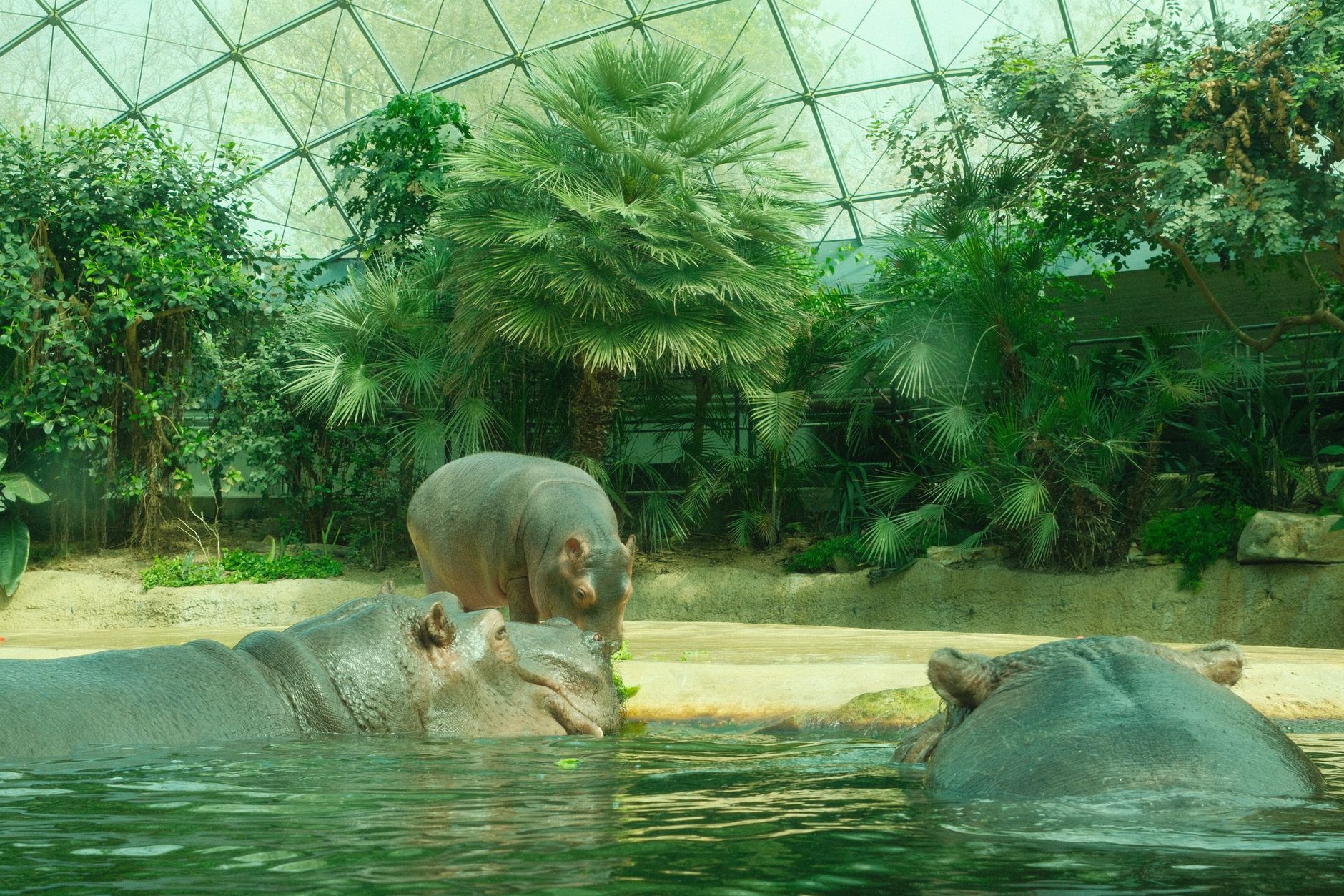 Hippopotamus zoo exhibit underwater viewing