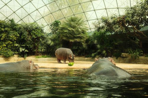 Free Hippos in a lush, tropical dome exhibit at Berlin Zoo, surrounded by greenery. Stock Photo