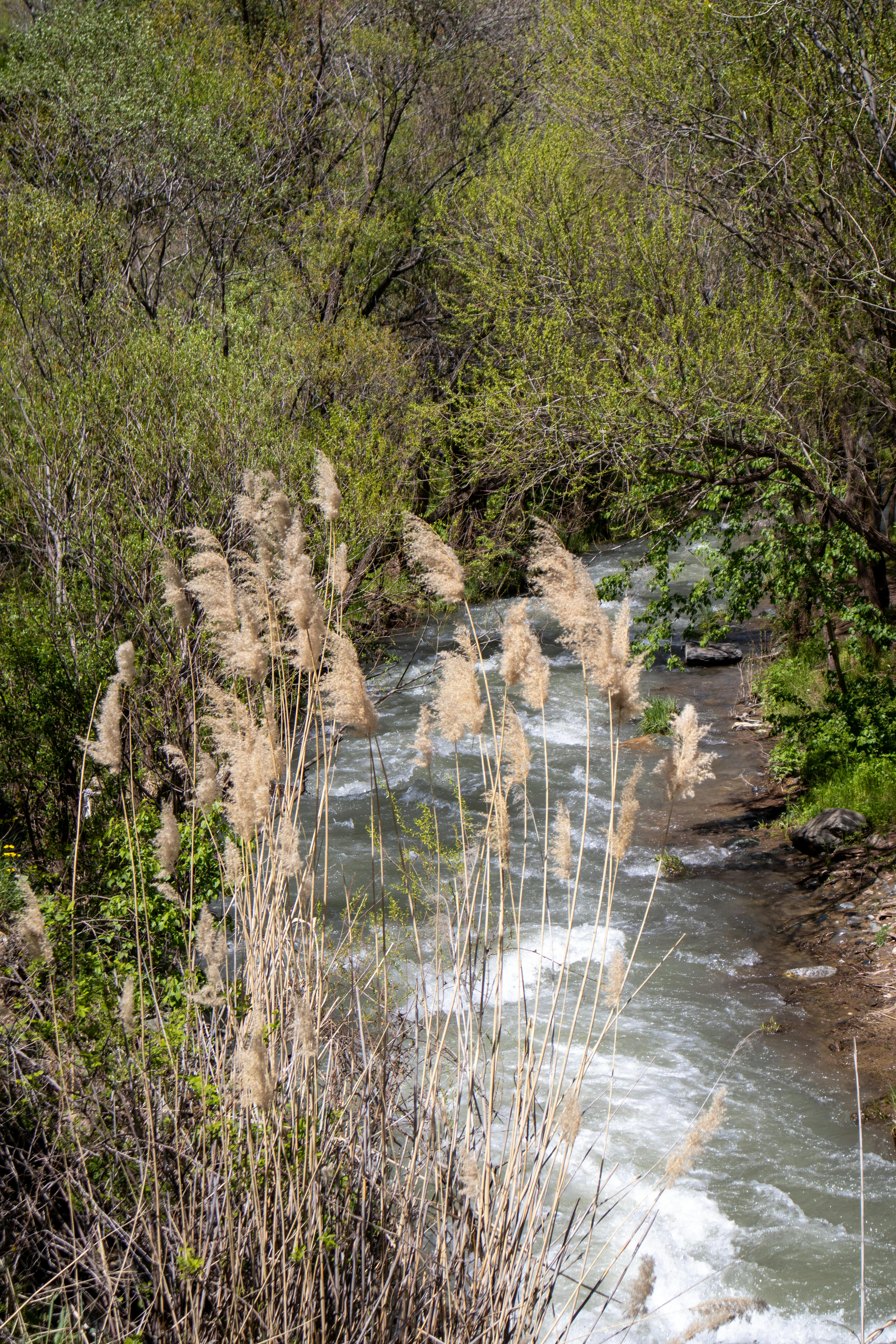 A tranquil river flows through lush greenery in springtime Palu, Elazığ, Türkiye.