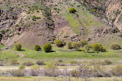 Free Peaceful green hills with trees in Palu, Elazığ, Türkiye under a clear sky. Stock Photo