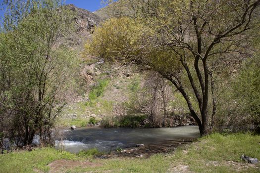 Tranquil natural landscape featuring a river lined with lush trees in Palu, Elazığ, Türkiye.