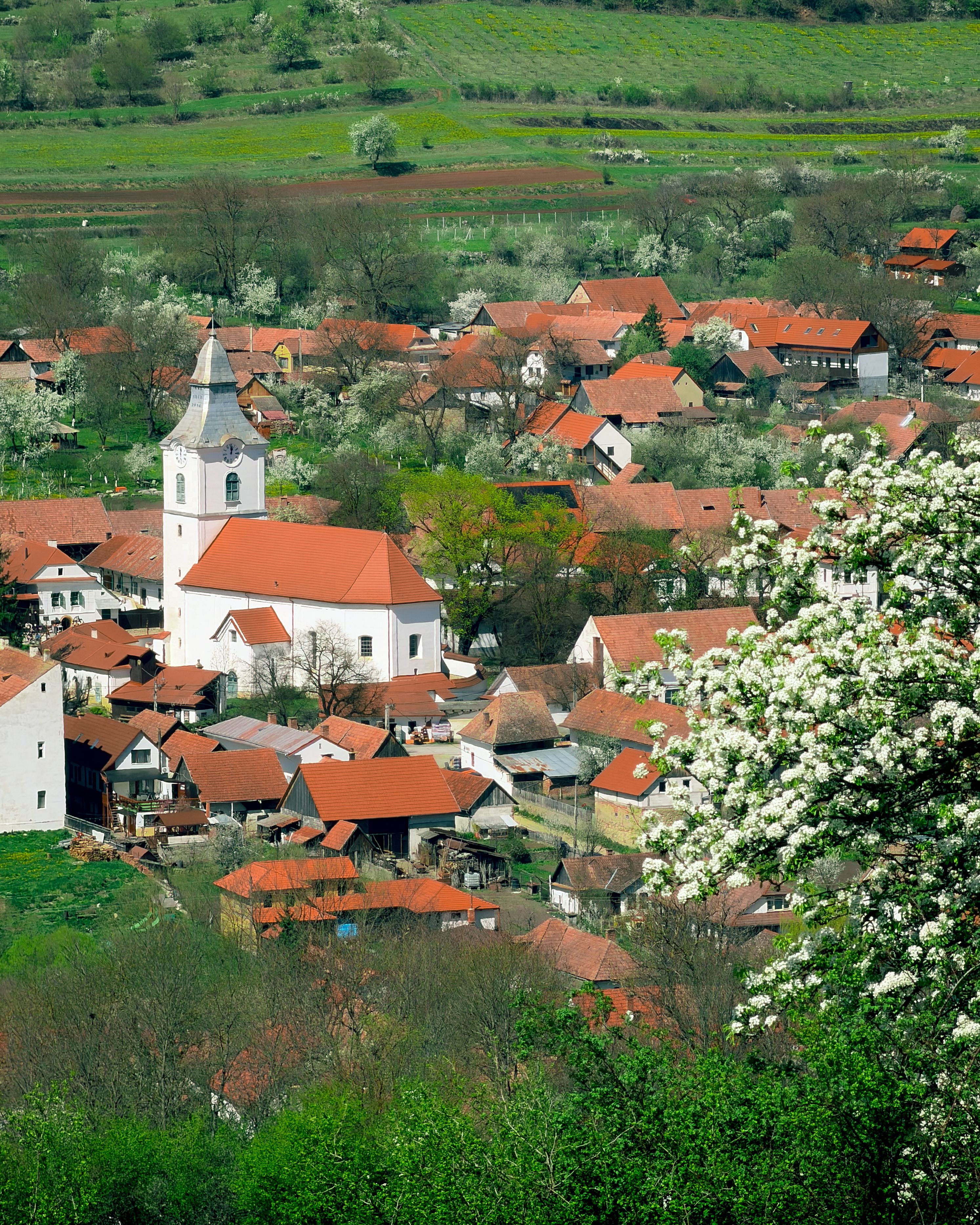 Aerial view of Rimetea village in spring, showcasing traditional architecture and blossoming orchards.