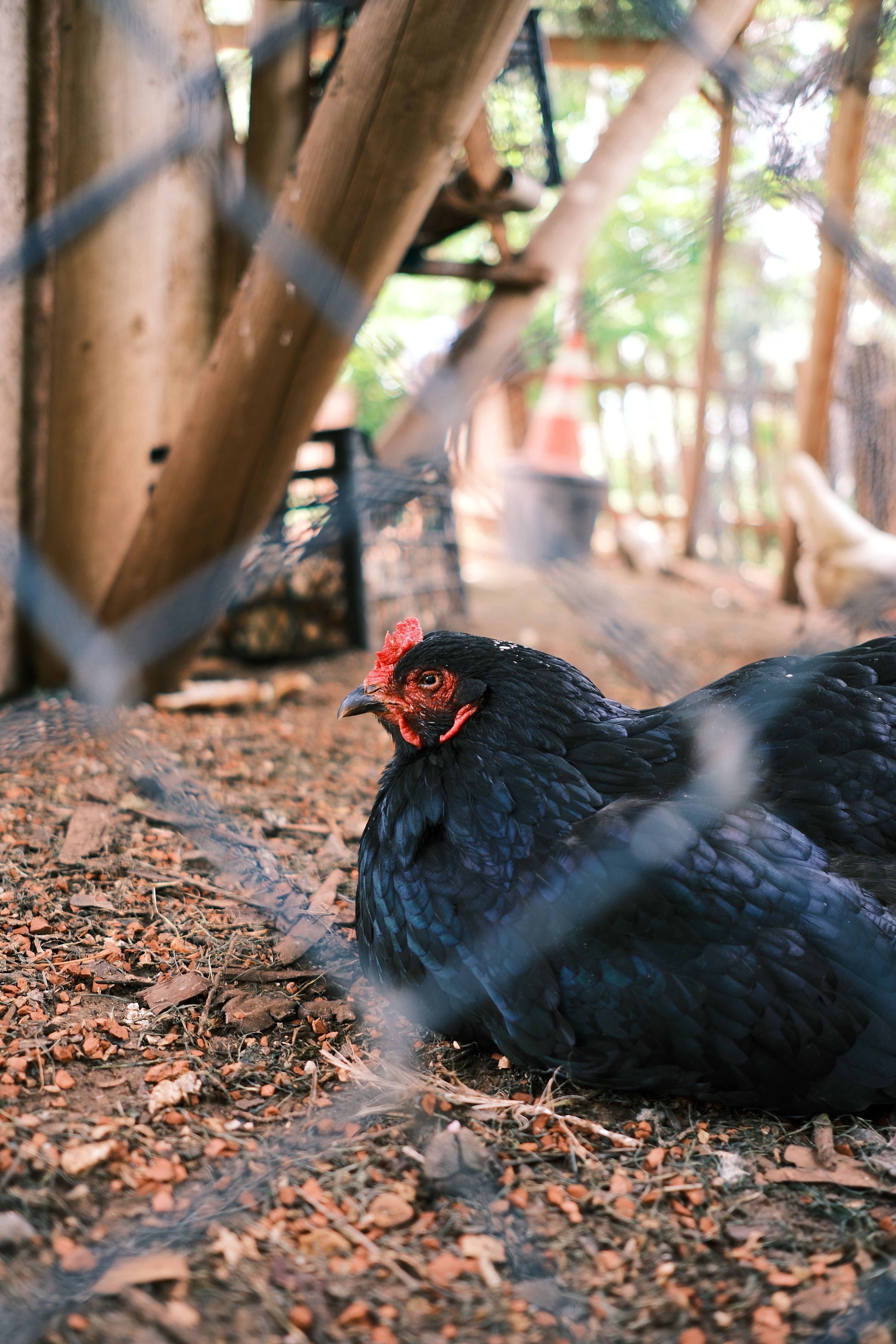 Gratis Una gallina nera seduta in un rustico pollaio all'aperto, dietro una recinzione di filo spinato. Foto a disposizione