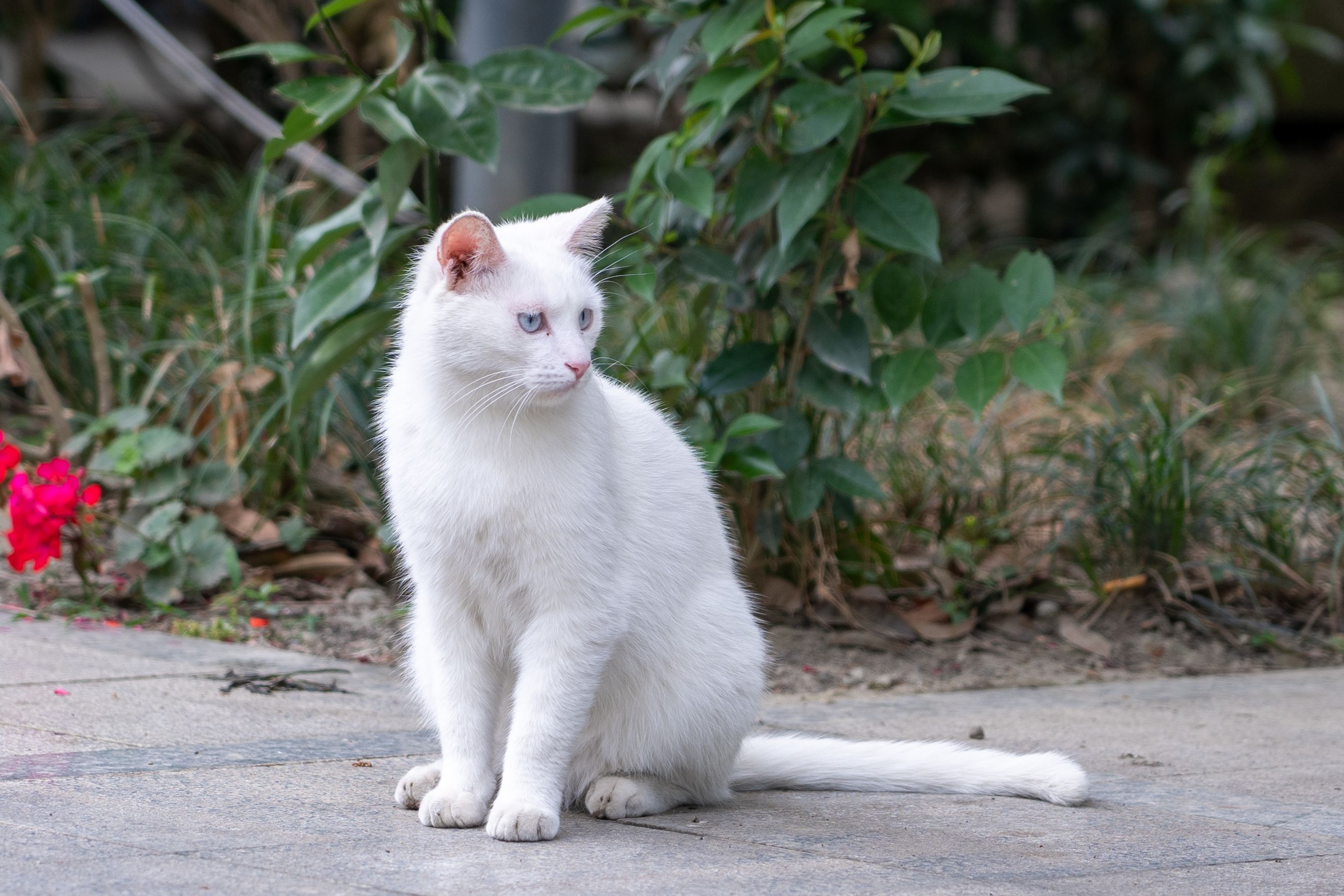 White Cat Sitting in Green Garden Outdoors · Free Stock Photo