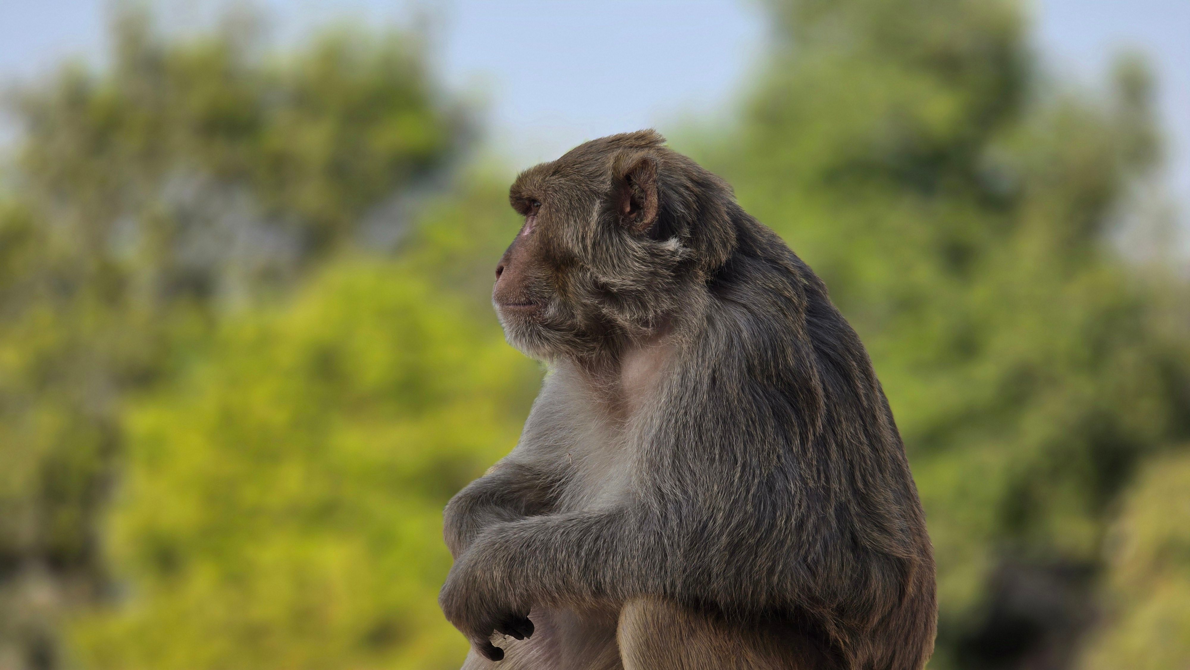 Side profile of a rhesus macaque monkey outdoors · Free Stock Photo