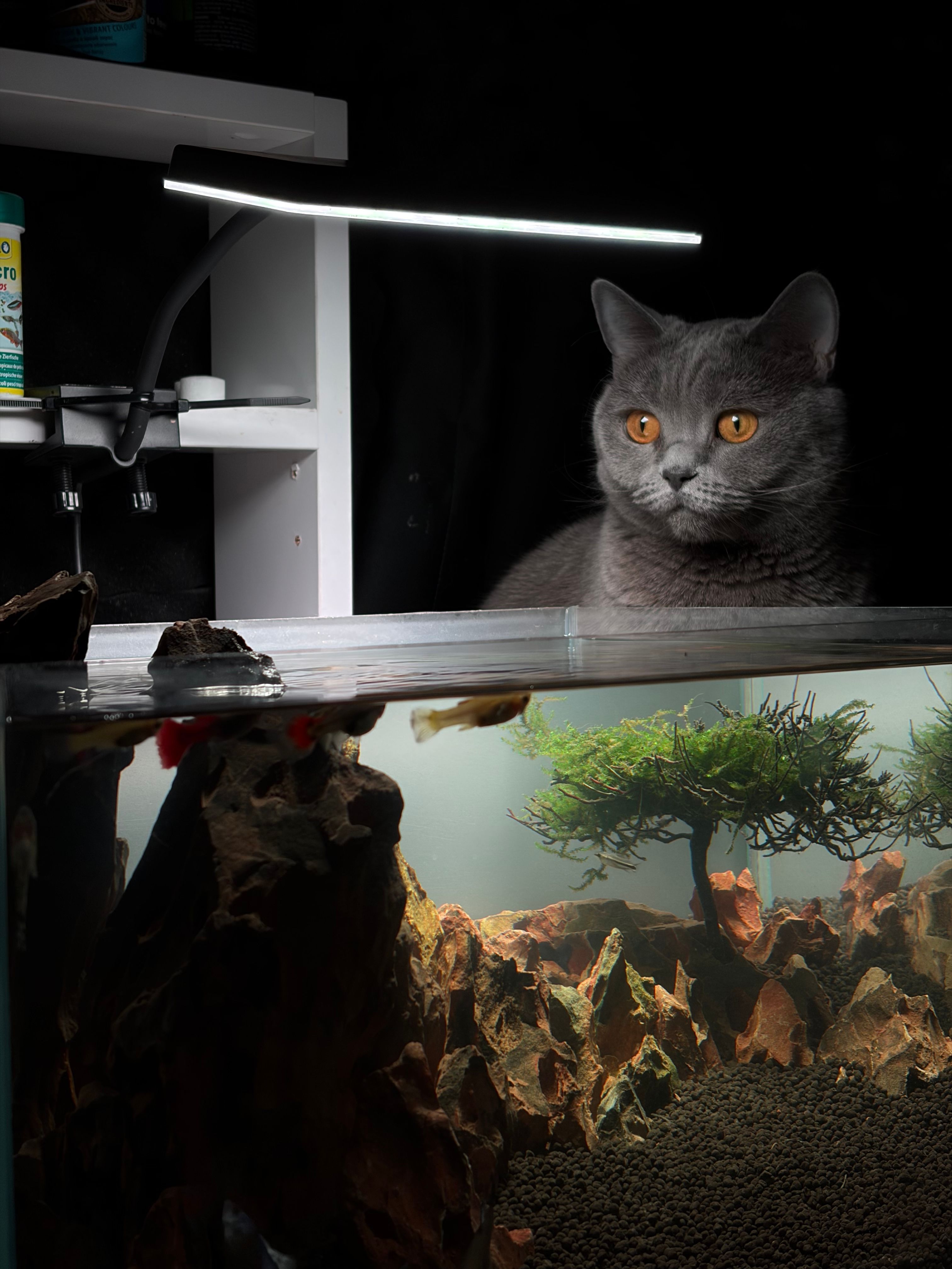 A curious grey cat observes an aquarium's vibrant underwater landscape from indoors.