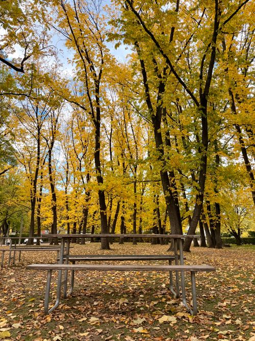 Free Serene autumn scene with empty picnic tables surrounded by vibrant yellow foliage in a forest park. Stock Photo