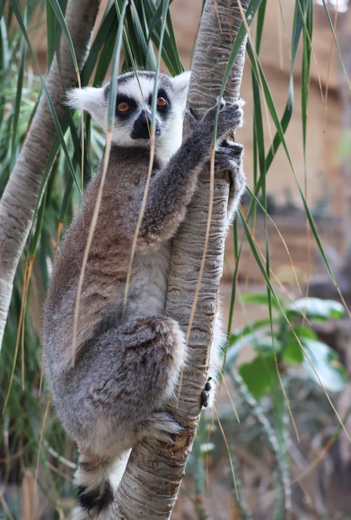 Free Close-up of a ring-tailed lemur climbing a tree in its natural habitat. Stock Photo
