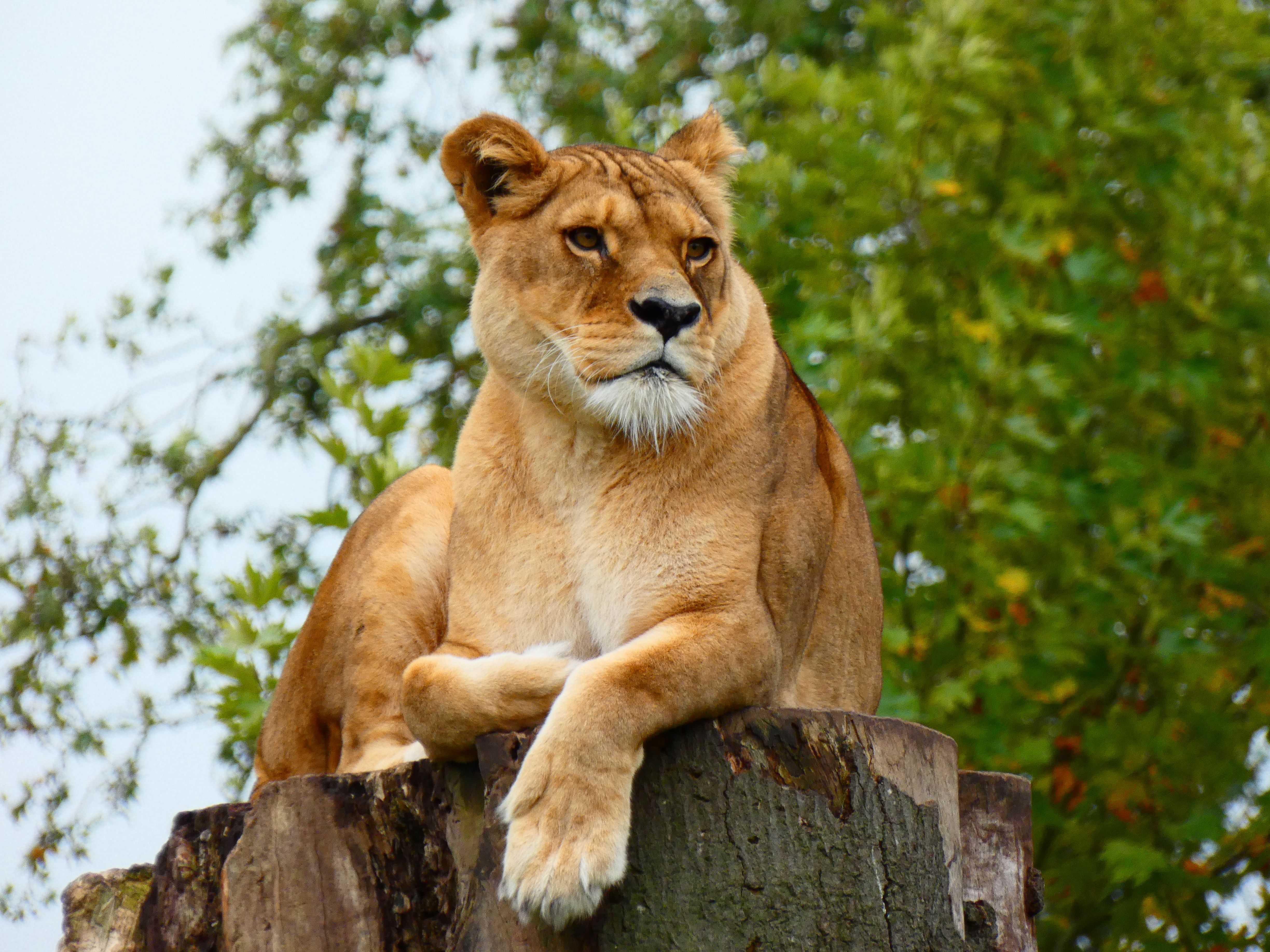 A regal lioness rests gracefully atop a tree stump in a lush natural setting.