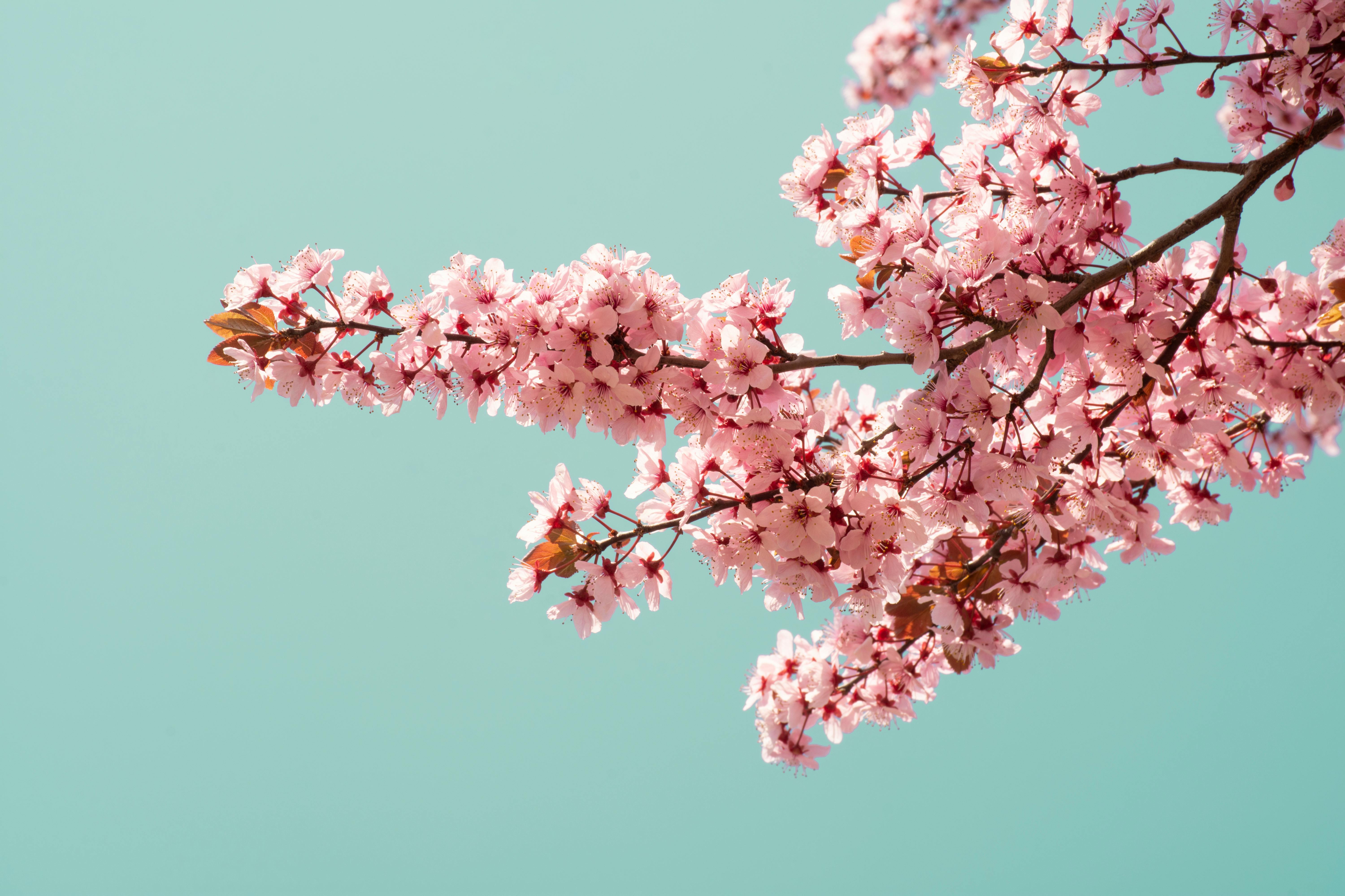 Give your home a spring reset for less than $100 with these DIY home improvement projects — Photo by mrv tvr on Pexels