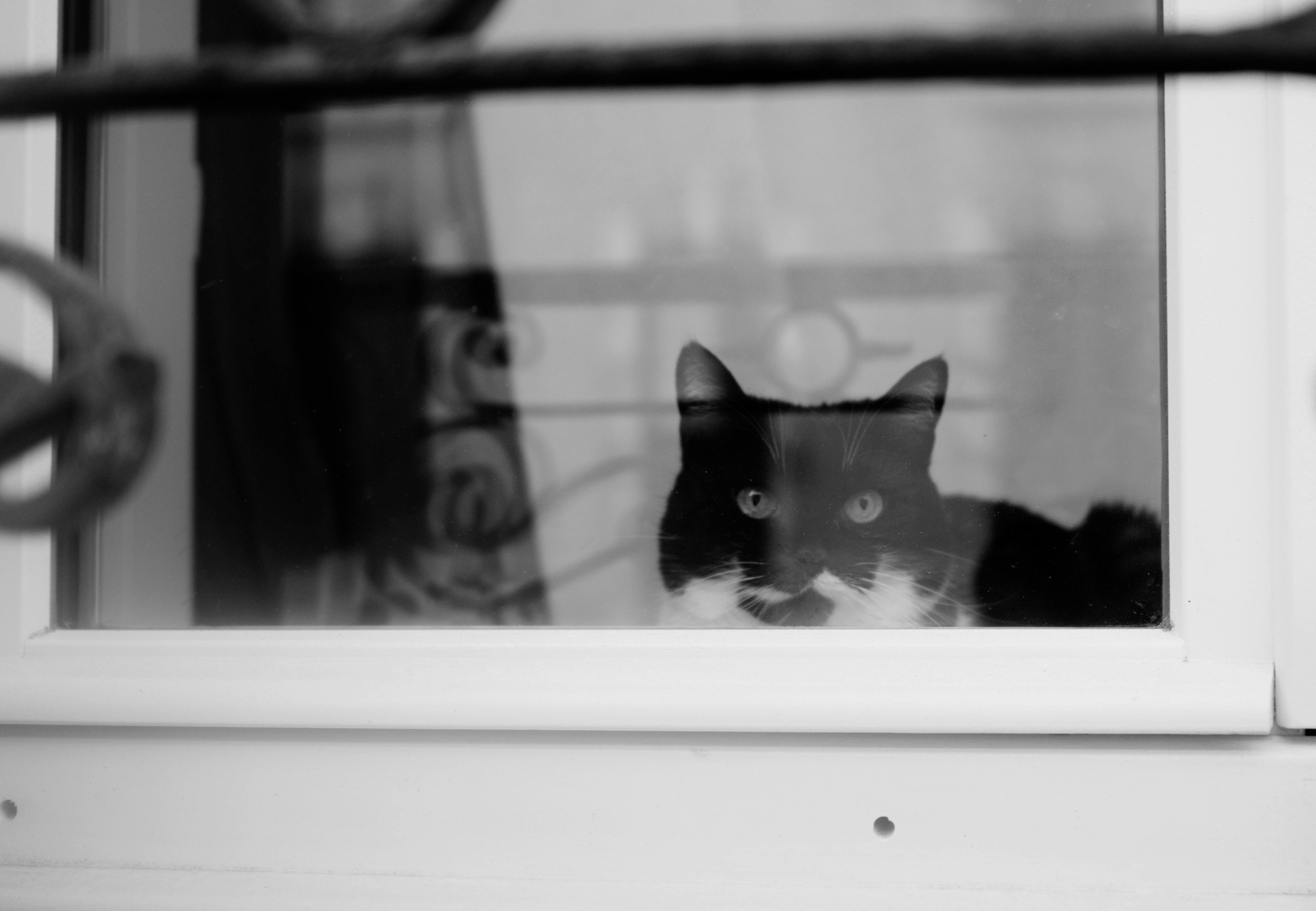 A black and white cat looks out from behind a window, capturing a moment of curiosity.