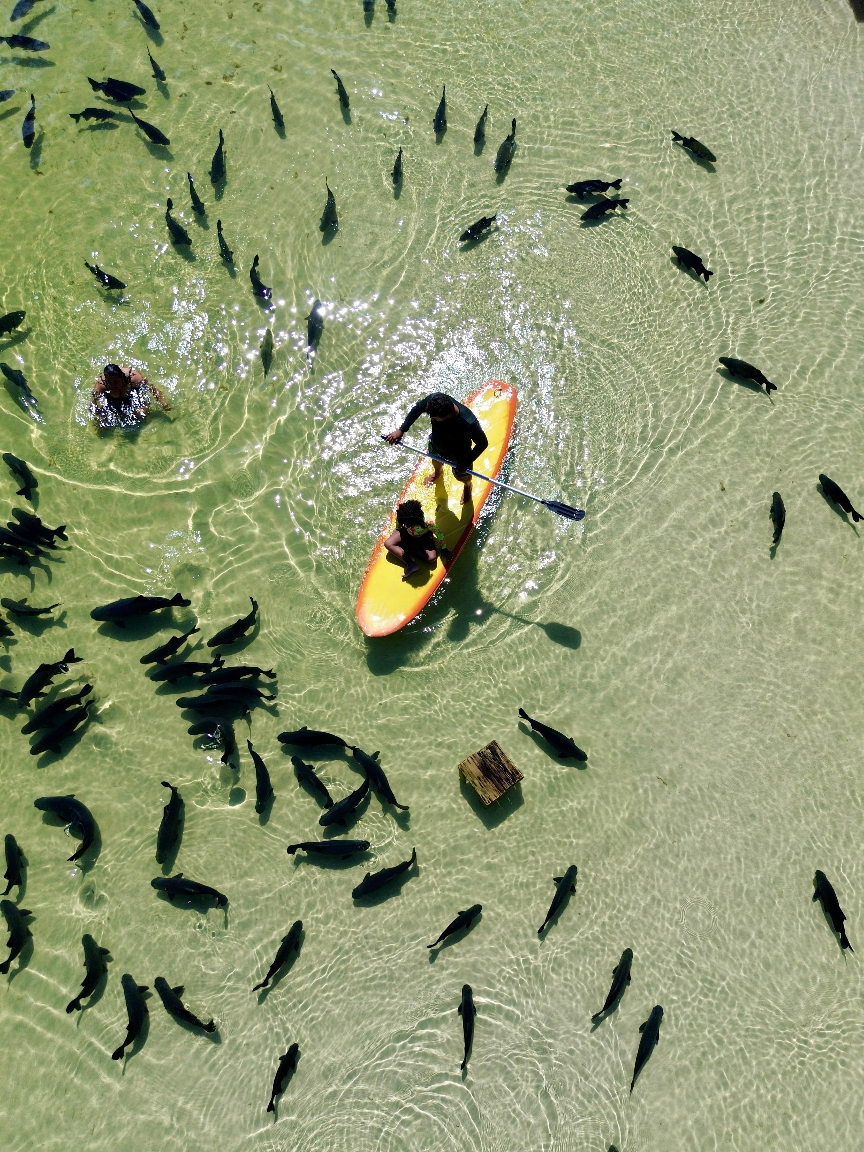 How To Catch Tarpon Ebook