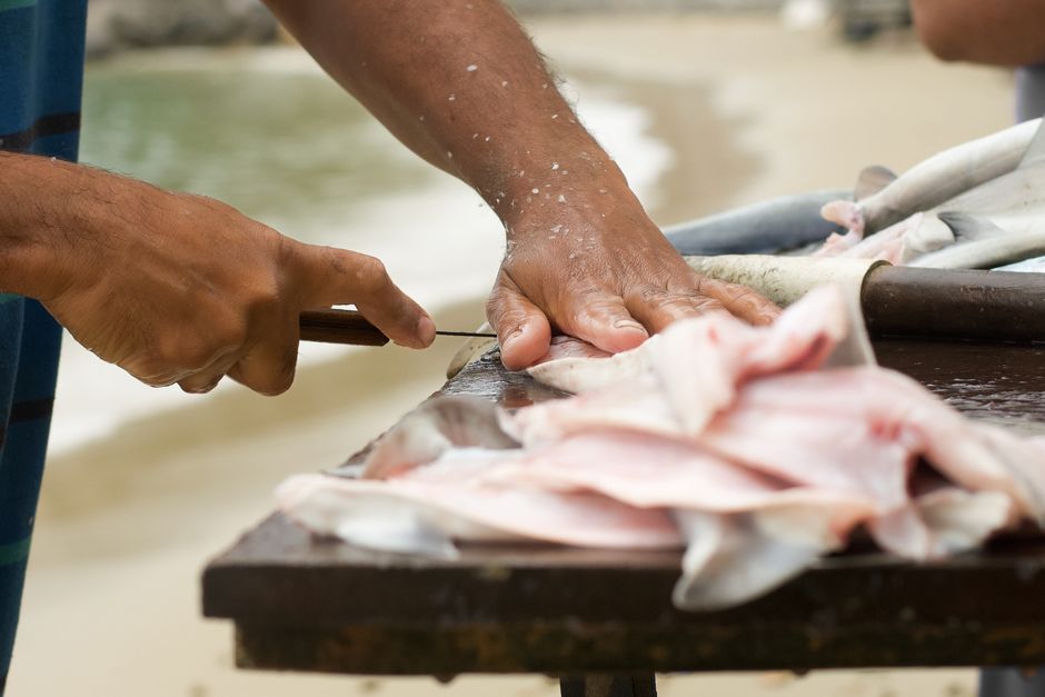 釣った魚を丁寧に下処理している様子
