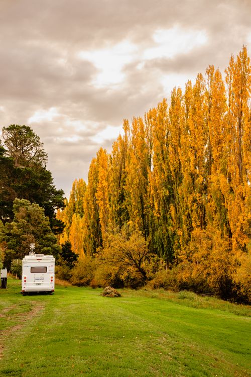 Free Golden autumn scene with a caravan amidst tall poplar trees in Hobart, Tasmania. Stock Photo