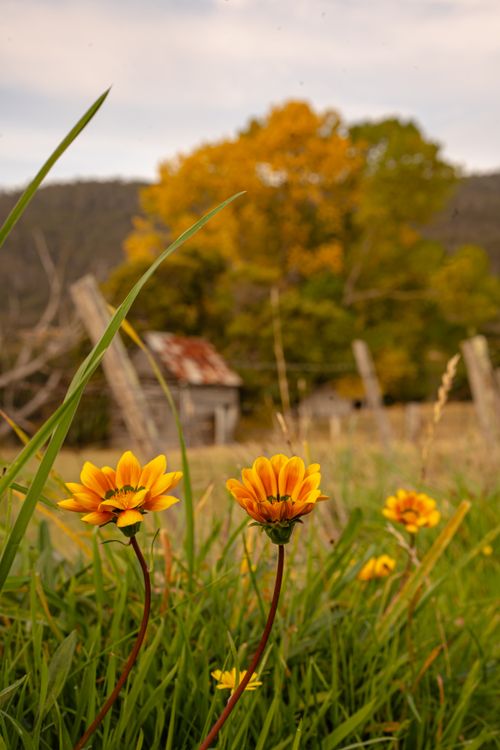 Free Close-up of orange wildflowers with an old farmhouse and autumn foliage in the background. Stock Photo