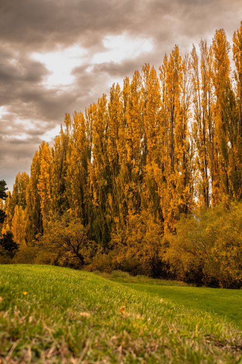 Free Scenic view of tall poplar trees in autumn with vibrant foliage under a cloudy sky. Stock Photo