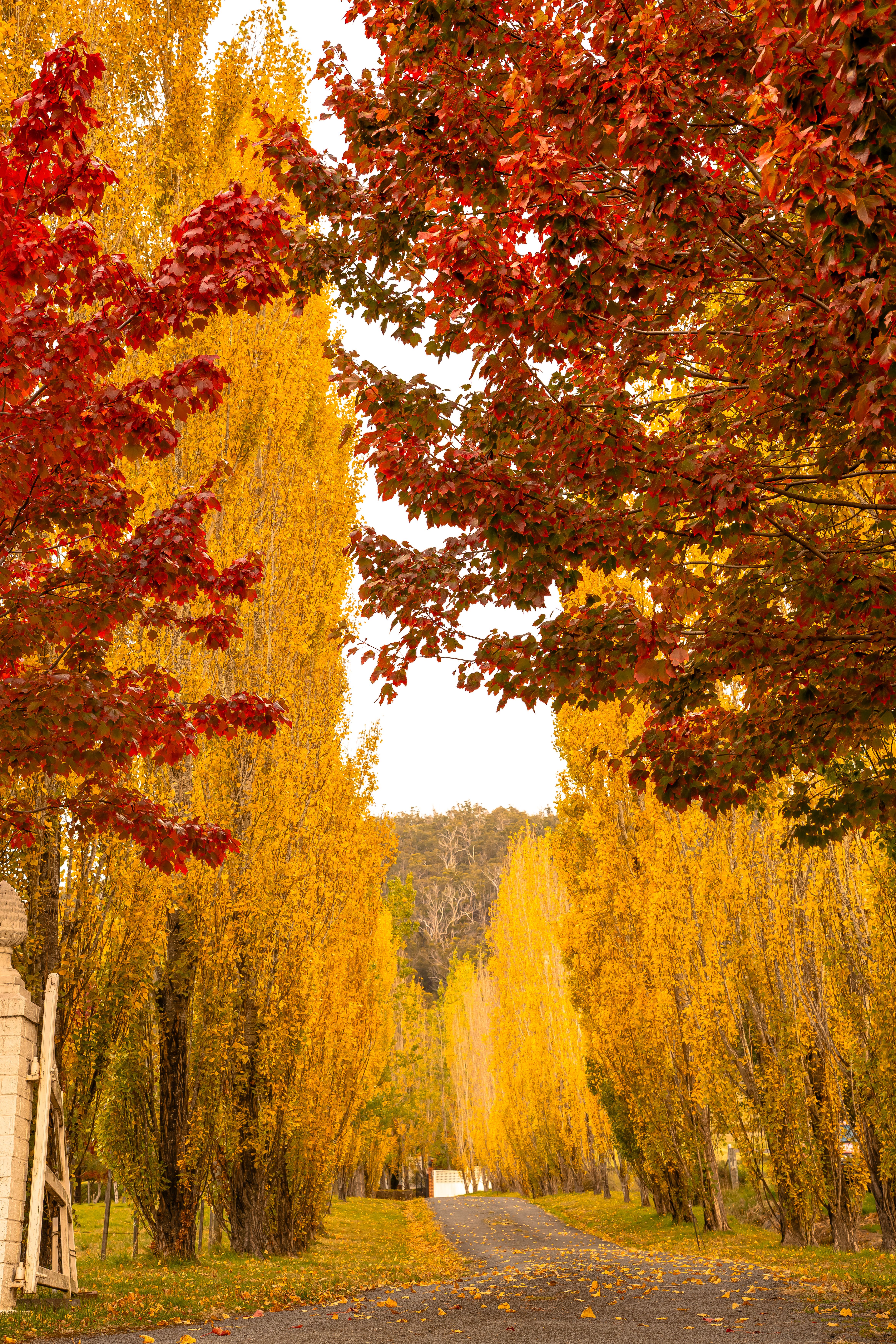 Scenic Autumn Pathway Lined with Colorful Trees · Free Stock Photo