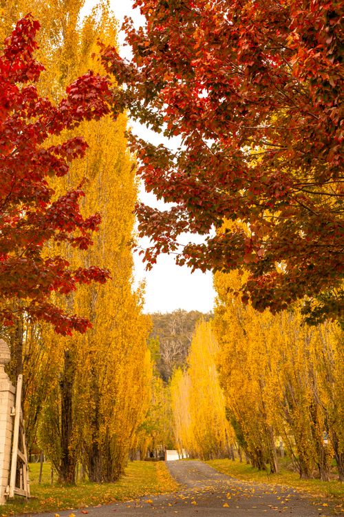 Free A picturesque autumn scene with a pathway lined by vibrant red and yellow trees. Stock Photo