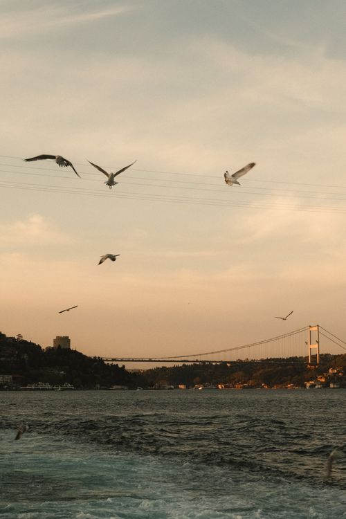 Free Seagulls gracefully soar over the Bosphorus Bridge during a calm sunset, showcasing Istanbul's skyline. Stock Photo