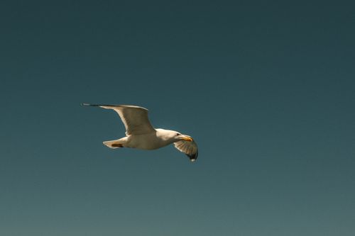 Free A solitary seagull gliding gracefully through the open sky, showcasing freedom and tranquility. Stock Photo