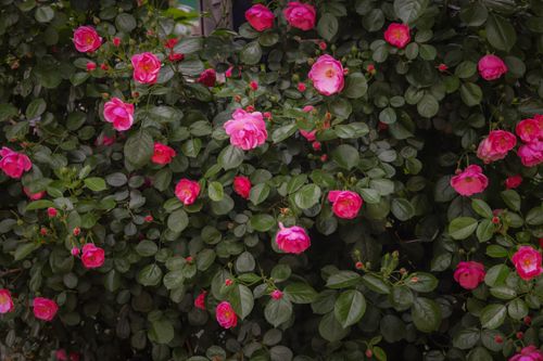 Free A dense bush of vibrant pink roses in full bloom with rich green foliage, captured outdoors. Stock Photo