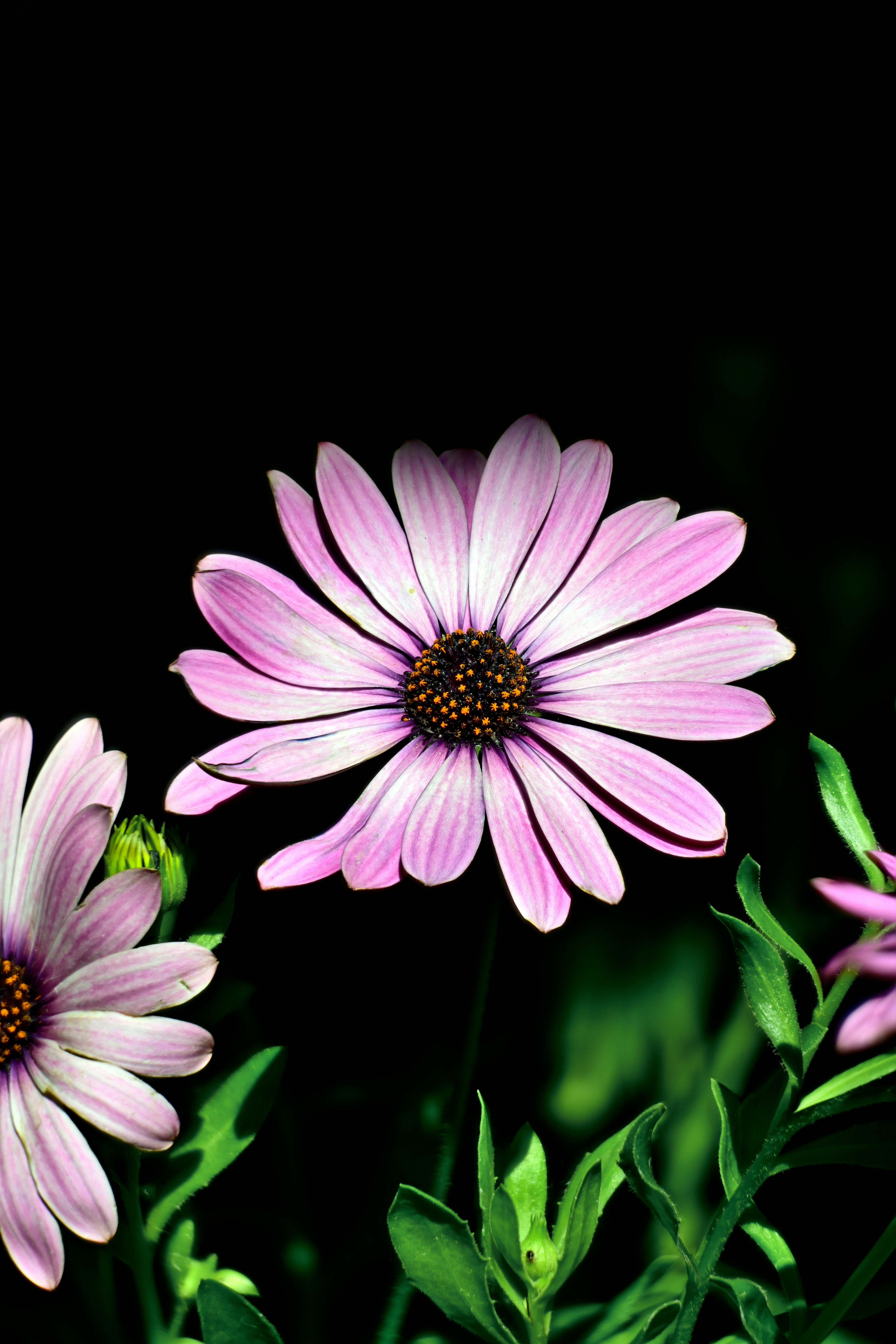 [ColoSach]-a-close-up-of-a-vibrant-pink-african-daisy-isolated-against-a-dark-background.