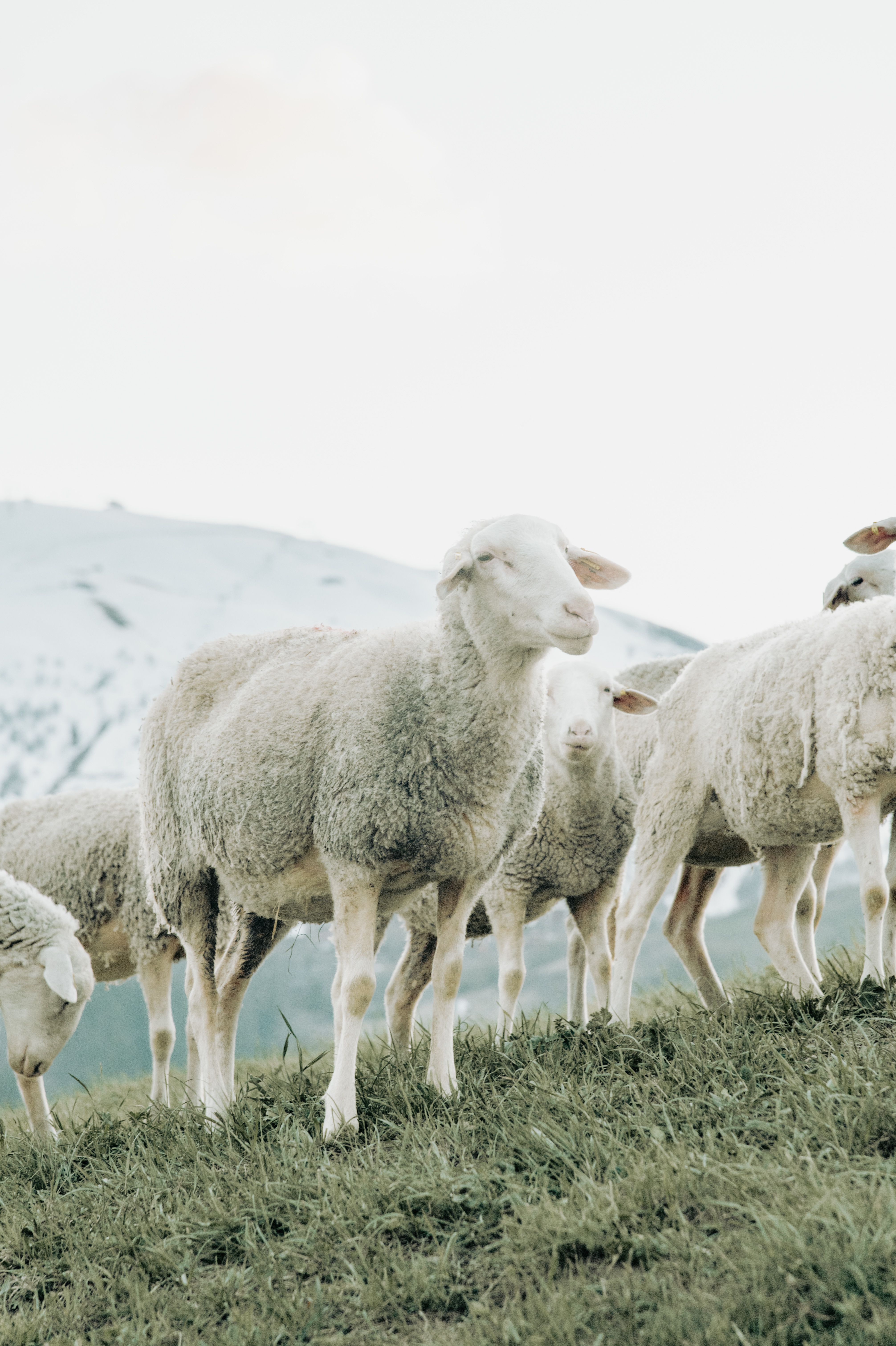 Group of sheep grazing on a grassy hillside with snowy mountains in the background.