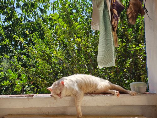 Free A white cat lounging on a ledge in a sunny outdoor garden setting with green foliage. Stock Photo