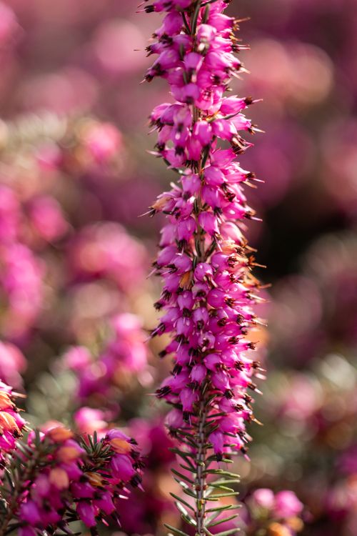 Free Close-up of a vibrant pink Heather flower in full bloom with soft bokeh background. Stock Photo