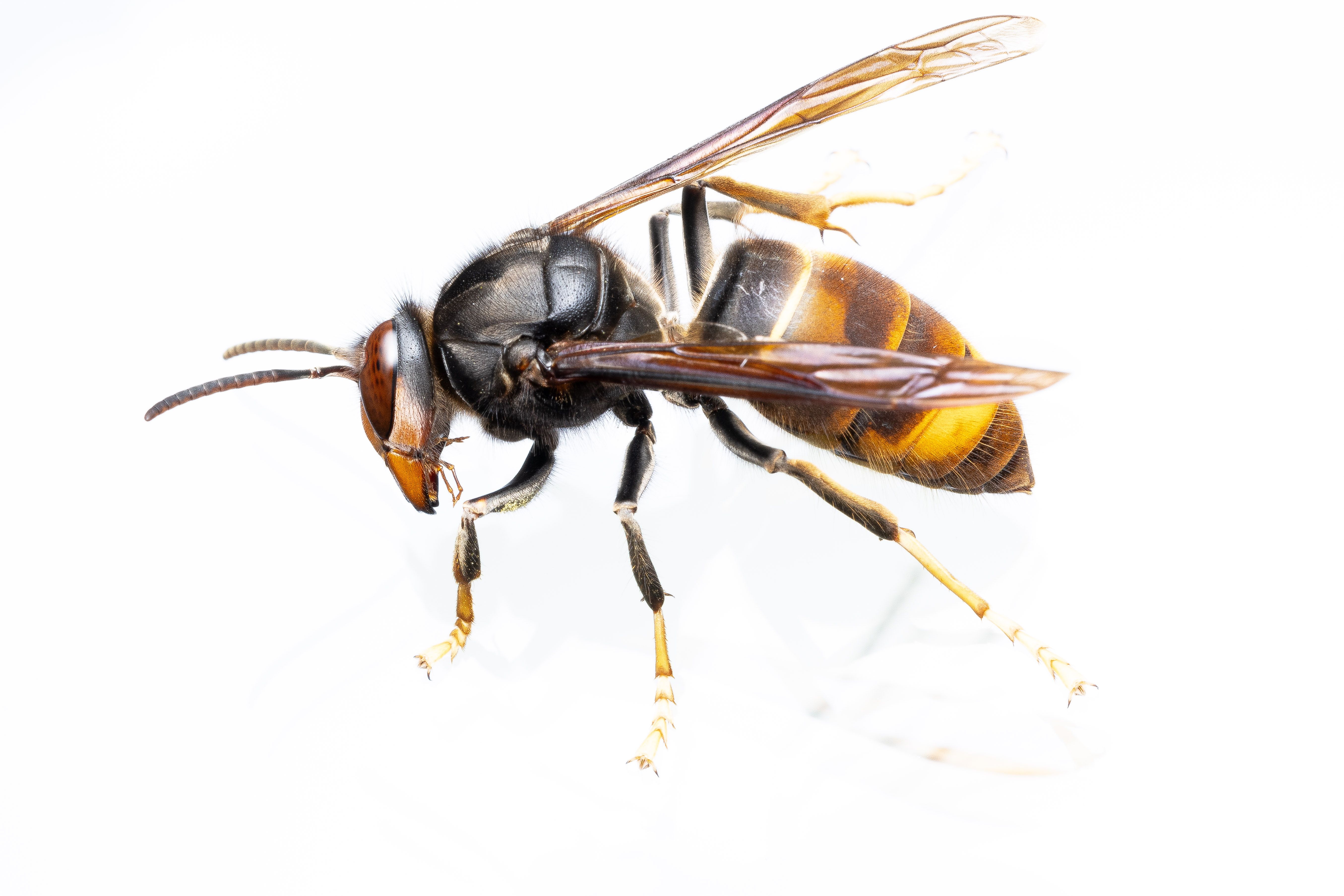 Aerial Hornet Nest Removal