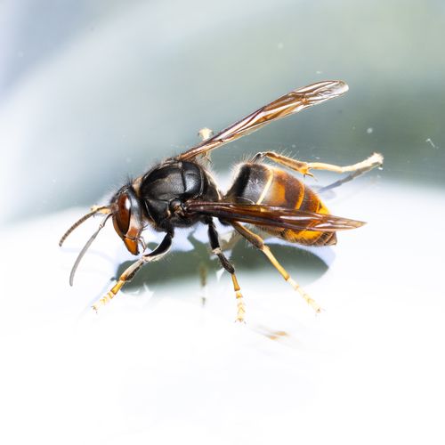 Free High-resolution macro shot of a European hornet on a reflective surface. Stock Photo