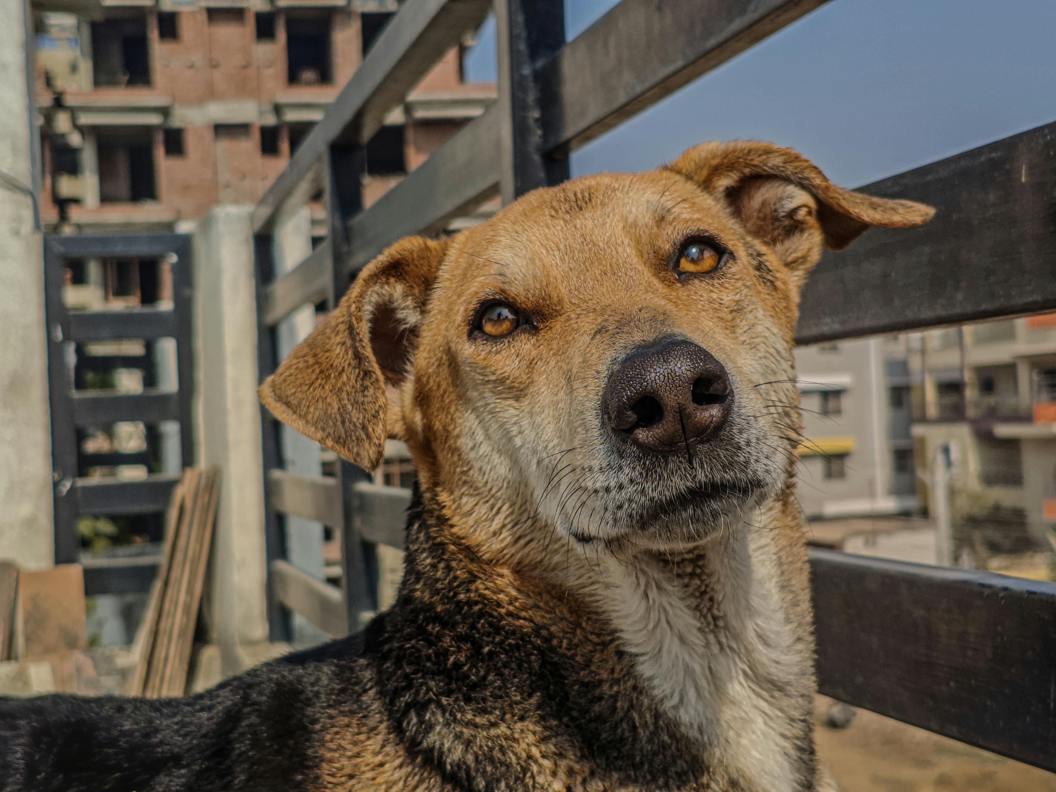 pet care pet health — Photo by AKSHAY ANAND on Pexels
