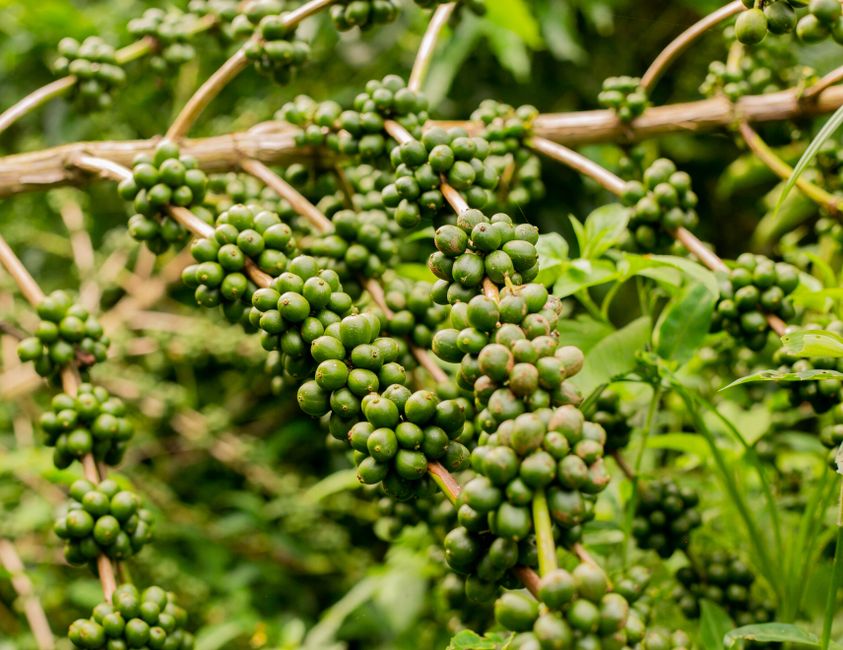 Green, unripe robusta coffee berries on the branch — the stage to scout weekly for twig borer and wilt.